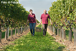 Das Weingut Robert Goldenits im burgenländischen Weinbaugebiet Neusiedlersee