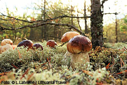 Litauen macht das Pilzesammeln zum Herbstvergnügen