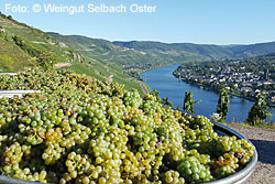Weingut Selbach Oster - Passion für großen Mosel