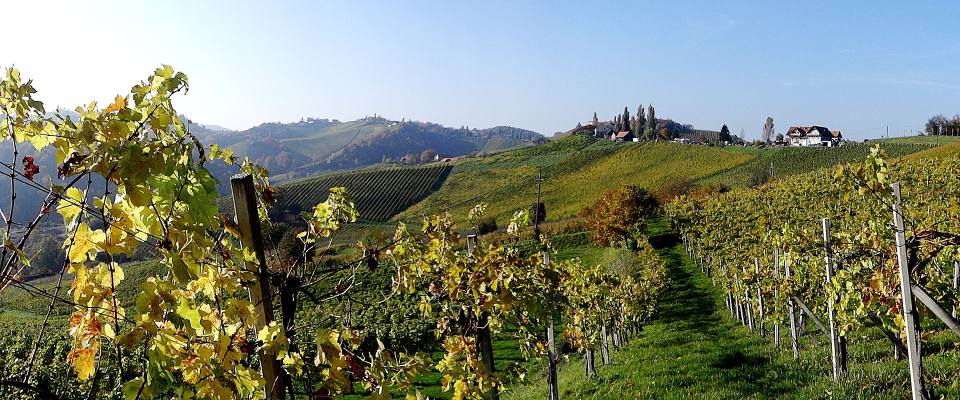 Weinbau in der Südsteiermark